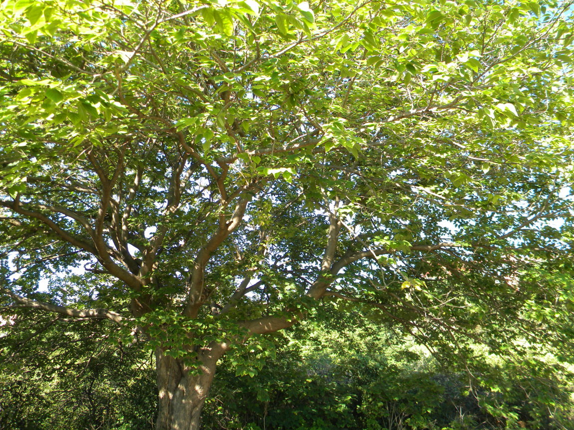 DSCN8093 .JPG